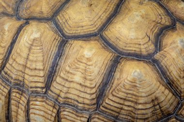 Kaplumbağa kabuğunun makro görüntüsü eşsiz desenlerini ve doğal dokularını kahverengi ve bej tonlarında sergiliyor..