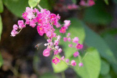 Narin pembe bir çiçek kümesi sarmaşığa sarılmış, arı nektarı toplamakla meşgul. Canlı renkler ve karmaşık detaylar çarpıcı bir doğal sahne yaratıyor..