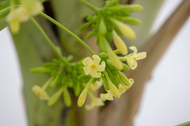 Bir papaya çiçek kümesinin yakın çekimi. Narin, sarı çiçekler çiçek açmış, yemyeşil yapraklarla çevrili.