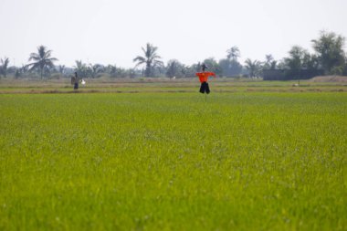 Korkuluk uçsuz bucaksız yeşil pirinç tarlasında duruyor. Gökyüzü açık ve güneş parlıyor. Sahnenin üzerine sıcak bir parıltı saçıyor. Korkuluk turuncu bir gömlek ve siyah pantolon giyiyor ve yemyeşil pirinç bitkileriyle çevrili. Arka planda, orada 