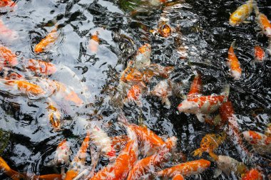 Renkli koi balığı. Turuncu, beyaz ve siyah koiler berrak suda zarafetle yüzerek büyüleyici bir renk ve hareket gösterisi yaratırlar.