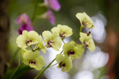 Çiçek açmış sarı orkideler kümesi. Çiçeklerin yumuşak taç yaprakları ve karmaşık ayrıntıları bulanık yeşil bir arkaplana güzelce yansıtılır..