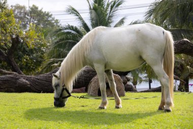 Görkemli beyaz bir aygır yemyeşil bir alanda huzur içinde otluyor. At gölgeli bir ağacın altında duruyor. Arka planda palmiye ağaçları var. Huzurlu ve huzurlu bir manzara yaratıyor..