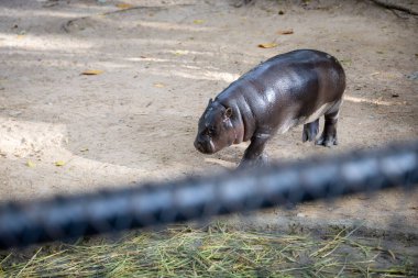 Hayvanat bahçesinde yürüyen genç bir pigme su aygırının yakın çekimi. Hayvanın parlak cildi ve tuhaf duruşu benzersiz görünümünü vurgular.