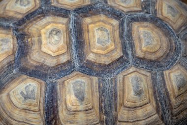 Kaplumbağa kabuğunun makro görüntüsü eşsiz desenlerini ve doğal dokularını kahverengi ve bej tonlarında sergiliyor..