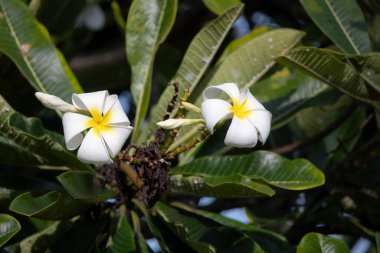 Yeşil yapraklı ve bulanık arkaplanlı bir dalda açan canlı beyaz ve sarı Frangipani çiçeklerine yakın plan, doğal güzellik ve tropikal özü sergiliyor..
