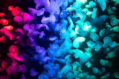 Canlı mavi ve yeşil neon ışıklarıyla aydınlatılan büyük bir grup renkli denizanasının yer aldığı büyüleyici sualtı sahnesi..