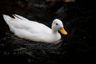 Yalnız beyaz ördek karanlık bir gölette huzur içinde süzülüyor. Beyaz tüyleri siyah suyla çok güzel tezat oluşturuyor.