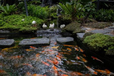 Bereketli bir yeşillik ve küçük bir şelaleyle çevrili sakin bir gölet. Beyaz ördekler öndeki bir kayanın üzerinde huzur içinde yatarken renkli koi balıkları altında tembelce yüzüyorlar..