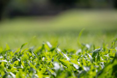 Canlı yeşil çimen bıçaklarından makro çekim, narin dokularını ve doğal güzelliklerini sergiliyorlar. Görüntü, taze ve nemli bir sabahın özünü yakalıyor..