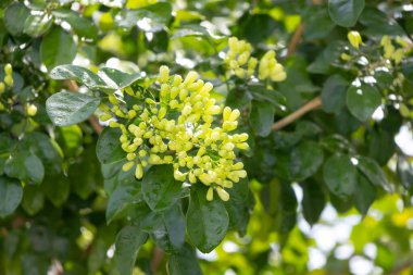 Murraya, yemyeşil yaprakların arasında küçük yeşil tomurcuklardan oluşan bir panikleme yaşıyor. Yumuşak gün ışığında yıkanmış