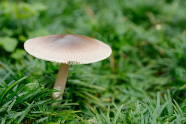 Yalnız mantar, yemyeşil otlardan oluşan bir yatağın ortasında dikilir. Hassas başlığı ve ince gövdesi, etrafındaki yapraklarla çelişir. Görüntü gizem ve merak uyandırıyor..