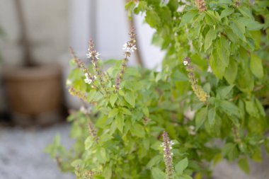 Bir evin sessiz bir köşesinde yetişen yemyeşil bir fesleğen bitkisinin ayrıntılı bir yakın çekimi, bitki canlı yeşil yapraklarını ve narin beyaz çiçeklerini sergiliyor. Bulanık arka plan bitkiyi hafifçe ön plana çıkarıyor, sakin ve davetkar bir atmosfer yaratıyor..