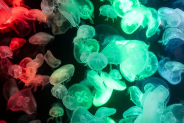 Canlı mavi ve yeşil neon ışıklarıyla aydınlatılan büyük bir grup renkli denizanasının yer aldığı büyüleyici sualtı sahnesi..