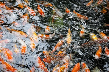 Renkli koi balığı. Turuncu, beyaz ve siyah koiler berrak suda zarafetle yüzerek büyüleyici bir renk ve hareket gösterisi yaratırlar.