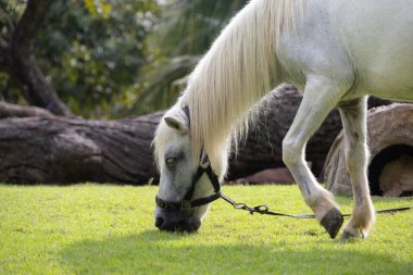 Görkemli beyaz bir aygır yemyeşil bir alanda huzur içinde otluyor. At gölgeli bir ağacın altında duruyor. Arka planda palmiye ağaçları var. Huzurlu ve huzurlu bir manzara yaratıyor..
