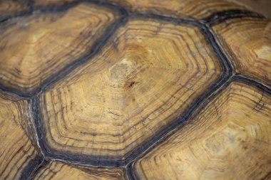 Kaplumbağa kabuğunun makro görüntüsü eşsiz desenlerini ve doğal dokularını kahverengi ve bej tonlarında sergiliyor..