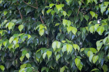 Çalı üzerinde yoğun yeşil yapraklar, gür ve canlı doğal desen, açık hava düzeni.