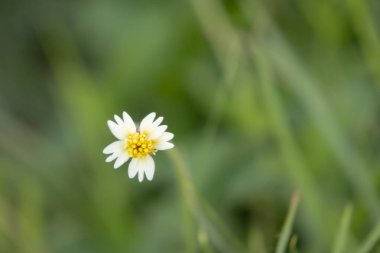 Yumuşak, bulanık bir arka planda narin kır çiçekleri açar. Küçük sarı taç yaprakları mükemmel şekillenmiştir ve gövdesinin nazik kıvrımı zarif güzelliğine eklenir..