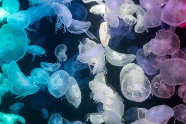 Canlı mavi ve yeşil neon ışıklarıyla aydınlatılan büyük bir grup renkli denizanasının yer aldığı büyüleyici sualtı sahnesi..