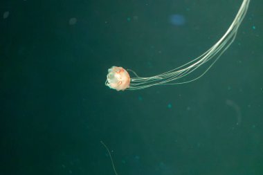 Yalnız denizanaları zarif bir şekilde suda süzülür, şeffaf vücudu ve uzun, takip eden dokunaçları büyüleyici bir görüntü yaratır. Denizanasının yumuşak, ruhani ışıltısı esrarengiz arka plana karşı bir merak ve tran hissi uyandırıyor.