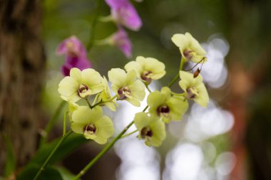 Çiçek açmış sarı orkideler kümesi. Çiçeklerin yumuşak taç yaprakları ve karmaşık ayrıntıları bulanık yeşil bir arkaplana güzelce yansıtılır..