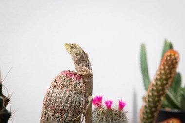 Kaktüs bahçesine tünemiş altın sarısı tenli bukalemun.
