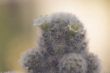 Mammillaria schiedeana ile küçük beyaz çiçek yeşil bulanık bokeh doğa arka plan, acemi için kolay kolej küçük kaktüs koyabilirsiniz çalışma masasının pencerelerine yakın ve büyümesini görebilirsiniz