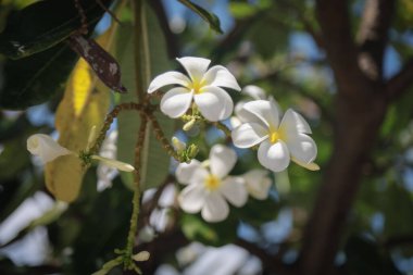 Beyaz plumeria çiçekleri yemyeşil yaprakları olan bir ağaçta açar, parlak mavi gökyüzüne karşı güneşlenirler..