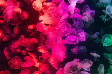 Canlı mavi ve yeşil neon ışıklarıyla aydınlatılan büyük bir grup renkli denizanasının yer aldığı büyüleyici sualtı sahnesi..