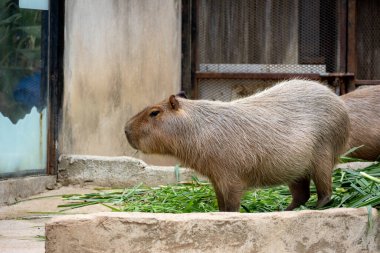 Büyük, kahverengi bir Capybara kumlu bir muhafaza üzerinde oturur ve bir çimen yaprağını kemirir. Rahatlamış ifadesi ve nazik tavrı onu hayvanat bahçesi ziyaretçileri arasında popüler bir hayvan yapıyor..