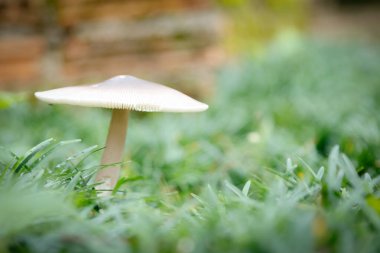 Yalnız mantar, yemyeşil otlardan oluşan bir yatağın ortasında dikilir. Hassas başlığı ve ince gövdesi, etrafındaki yapraklarla çelişir. Görüntü gizem ve merak uyandırıyor..