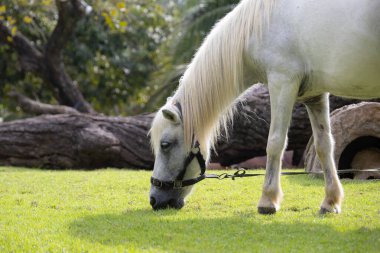 Görkemli beyaz bir aygır yemyeşil bir alanda huzur içinde otluyor. At gölgeli bir ağacın altında duruyor. Arka planda palmiye ağaçları var. Huzurlu ve huzurlu bir manzara yaratıyor..
