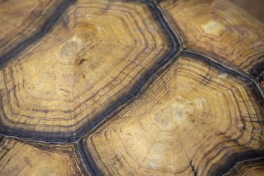 Kaplumbağa kabuğunun makro görüntüsü eşsiz desenlerini ve doğal dokularını kahverengi ve bej tonlarında sergiliyor..