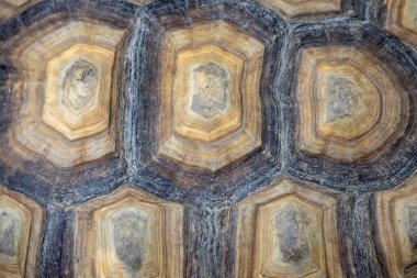 Kaplumbağa kabuğunun makro görüntüsü eşsiz desenlerini ve doğal dokularını kahverengi ve bej tonlarında sergiliyor..