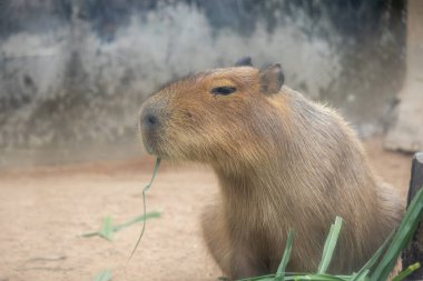 Büyük, kahverengi bir Capybara kumlu bir muhafaza üzerinde oturur ve bir çimen yaprağını kemirir. Rahatlamış ifadesi ve nazik tavrı onu hayvanat bahçesi ziyaretçileri arasında popüler bir hayvan yapıyor..