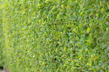 Yoğun yeşil bir çitin yakın çekimi, canlı yeşilliklerden oluşan doğal bir duvar oluşturuyor. Üniforma dokusu ve zengin rengi huzur ve huzuru çağrıştırıyor..