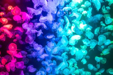 Canlı mavi ve yeşil neon ışıklarıyla aydınlatılan büyük bir grup renkli denizanasının yer aldığı büyüleyici sualtı sahnesi..