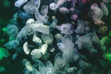 Canlı mavi ve yeşil neon ışıklarıyla aydınlatılan büyük bir grup renkli denizanasının yer aldığı büyüleyici sualtı sahnesi..