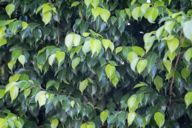 Çalı üzerinde yoğun yeşil yapraklar, gür ve canlı doğal desen, açık hava düzeni.