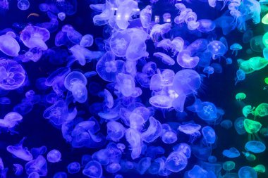 Canlı mavi ve yeşil neon ışıklarıyla aydınlatılan büyük bir grup renkli denizanasının yer aldığı büyüleyici sualtı sahnesi..