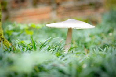 Yalnız mantar, yemyeşil otlardan oluşan bir yatağın ortasında dikilir. Hassas başlığı ve ince gövdesi, etrafındaki yapraklarla çelişir. Görüntü gizem ve merak uyandırıyor..