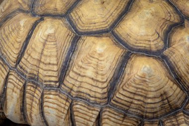 Kaplumbağa kabuğunun makro görüntüsü eşsiz desenlerini ve doğal dokularını kahverengi ve bej tonlarında sergiliyor..