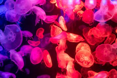 Canlı mavi ve yeşil neon ışıklarıyla aydınlatılan büyük bir grup renkli denizanasının yer aldığı büyüleyici sualtı sahnesi..