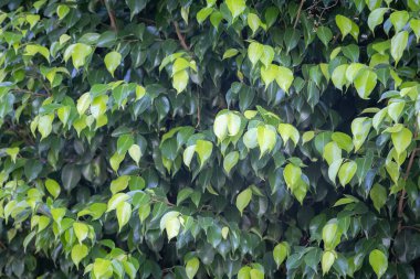Çalı üzerinde yoğun yeşil yapraklar, gür ve canlı doğal desen, açık hava düzeni.