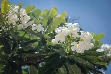 Beyaz plumeria çiçekleri yemyeşil yaprakları olan bir ağaçta açar, parlak mavi gökyüzüne karşı güneşlenirler..