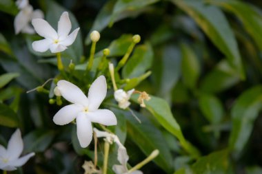 Bir grup narin beyaz çiçeğin yakın plan fotoğrafı. Çiçekler tomurcuklanıyor, yumuşak yapraklar ve parlak yeşil yapraklarla. Görüntü yumuşak, bulanık bir arkaplan üzerinde yakalanır