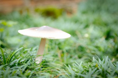 Yalnız mantar, yemyeşil otlardan oluşan bir yatağın ortasında dikilir. Hassas başlığı ve ince gövdesi, etrafındaki yapraklarla çelişir. Görüntü gizem ve merak uyandırıyor..