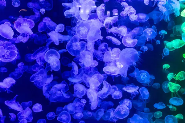 Canlı mavi ve yeşil neon ışıklarıyla aydınlatılan büyük bir grup renkli denizanasının yer aldığı büyüleyici sualtı sahnesi..