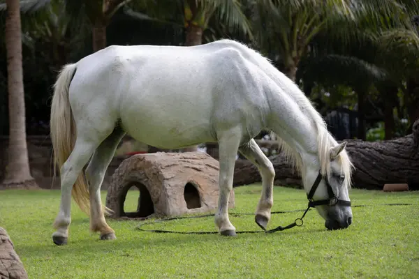 Görkemli beyaz bir aygır yemyeşil bir alanda huzur içinde otluyor. At gölgeli bir ağacın altında duruyor. Arka planda palmiye ağaçları var. Huzurlu ve huzurlu bir manzara yaratıyor..